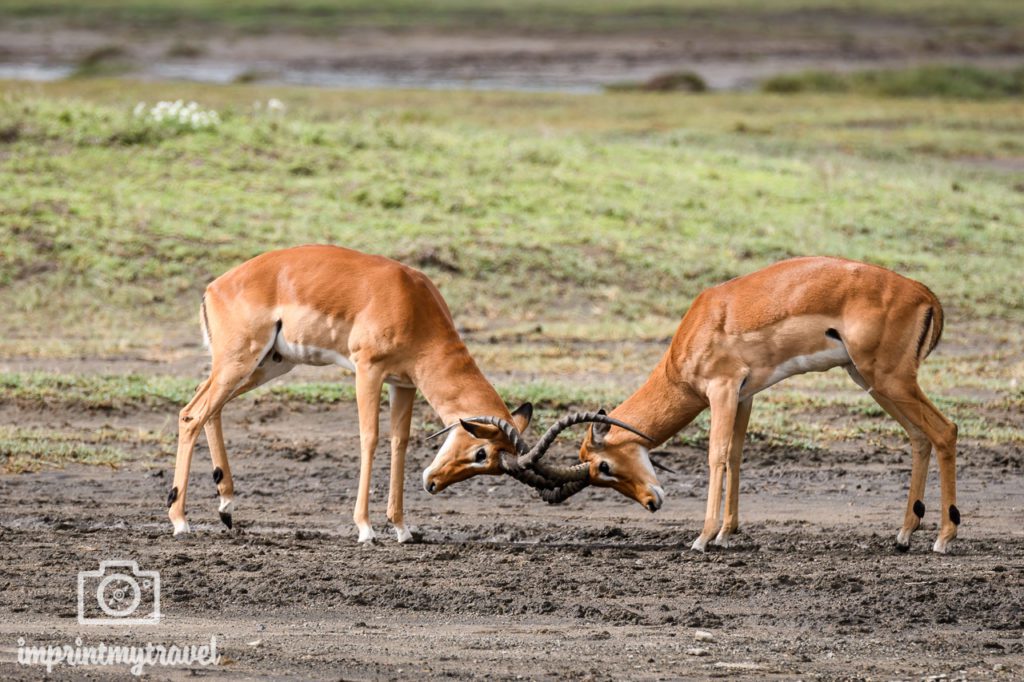 tansania bilder impalas