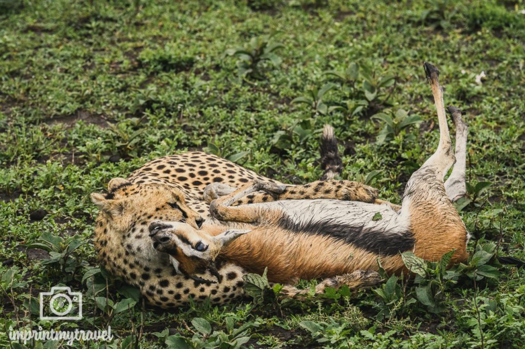 tansania fotos gepard