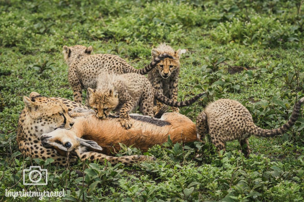 tansania fotos gepard mit Gazelle