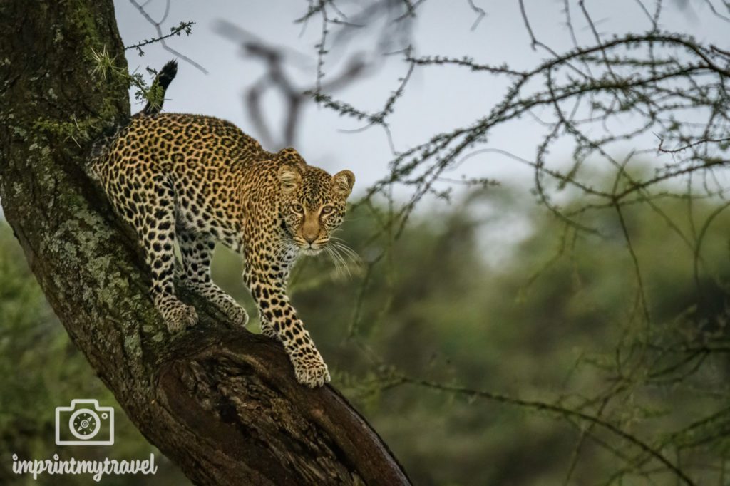 fotografieren auf safari leopard