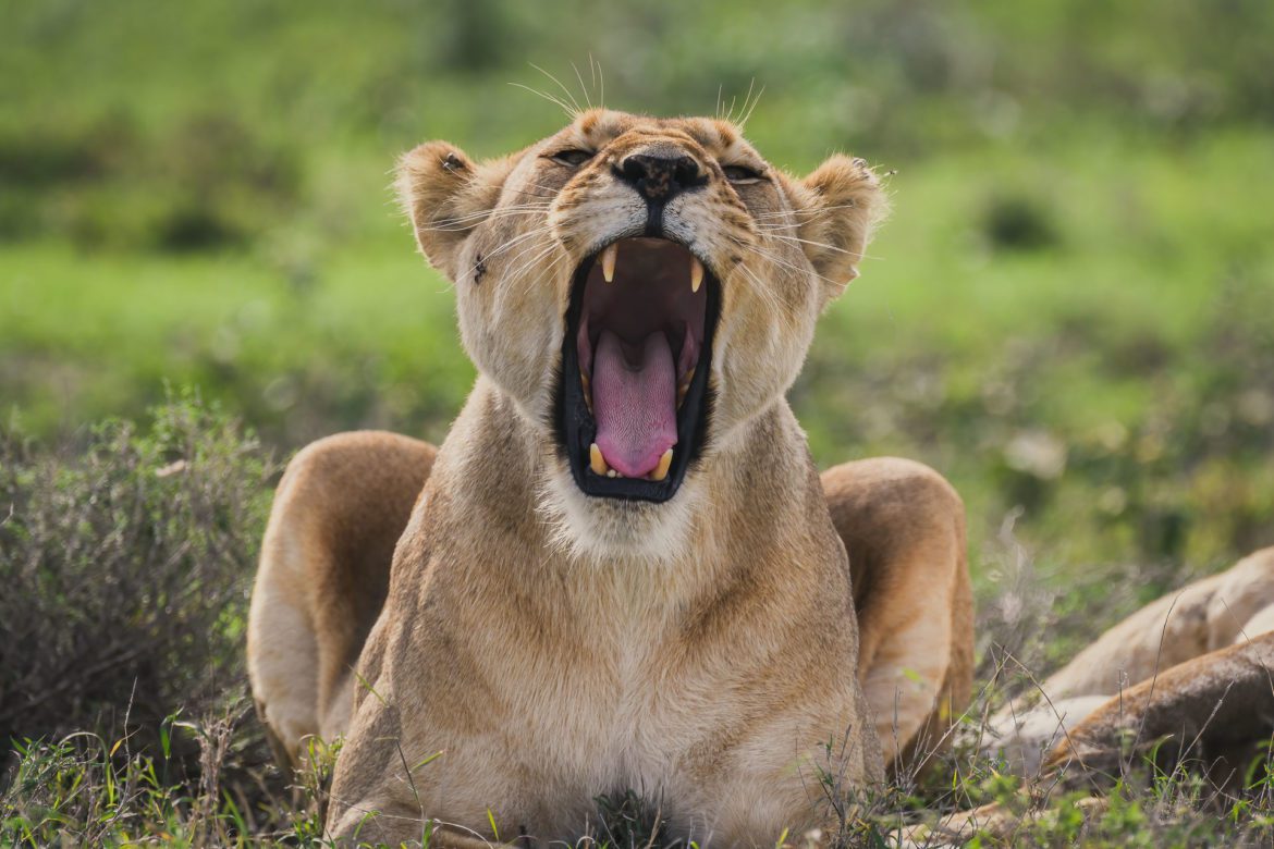 100 atemberaubende Tansania Bilder tansania bilder titel