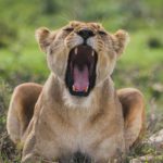 tansania bilder titel