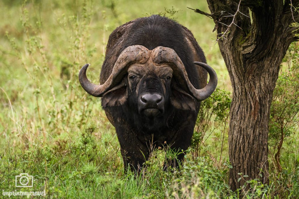 Fotoreise Tansania Kaffernbüffel