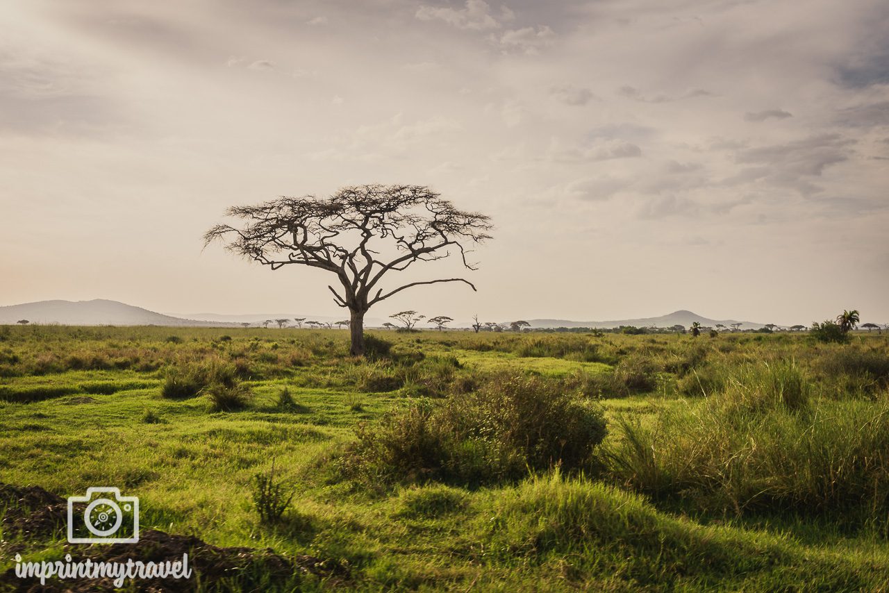 Serengeti