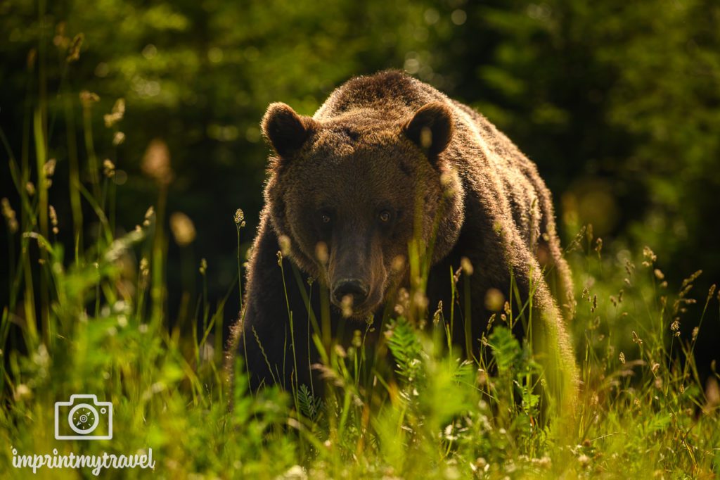 Siebenbürgen Rumänien Bärenbeobachtung