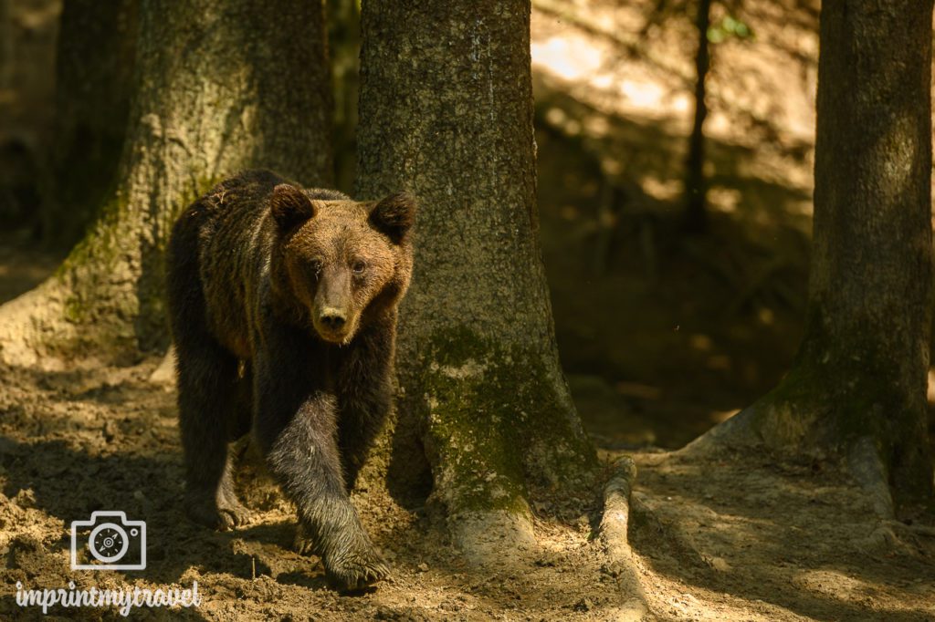 siebenbürgen rumänien bärenbeobachtung
