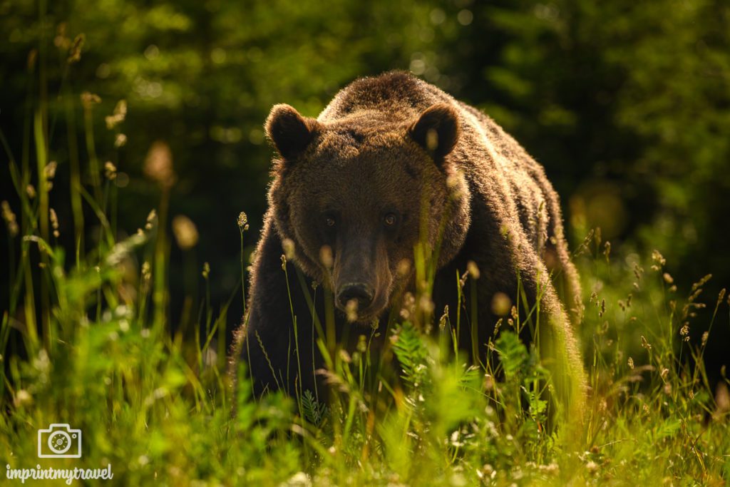 Bären Rumänien