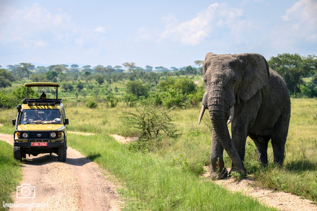 fotoreise uganda pirschfahrt elefant