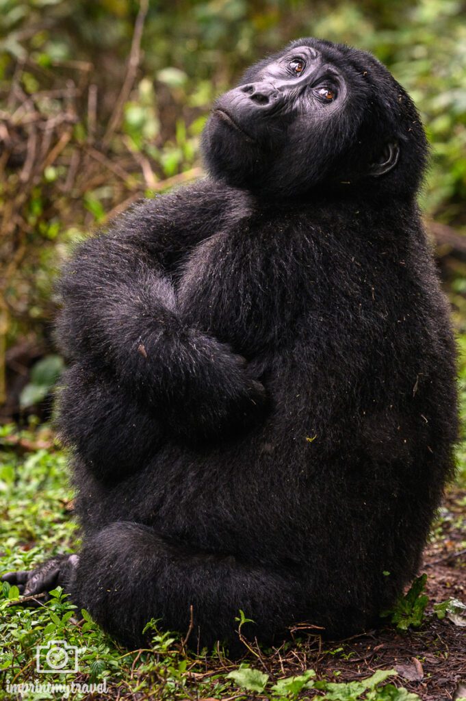gorilla trekking fotoreise uganda