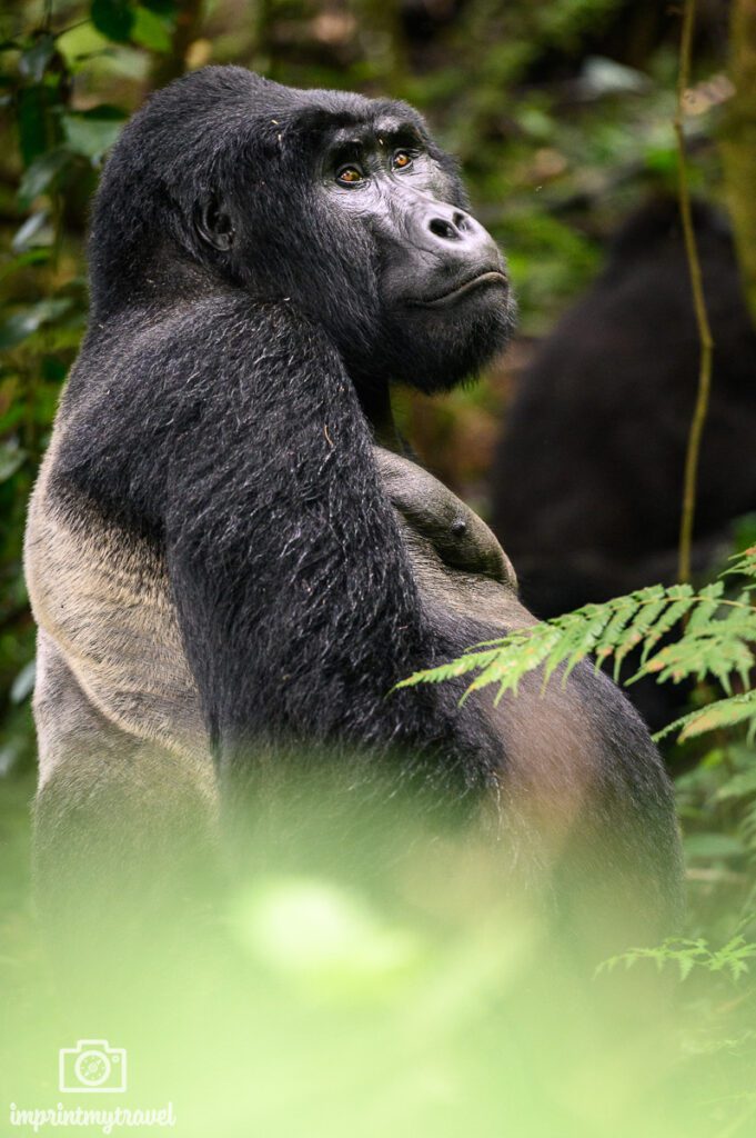 gorilla trekking fotoreise uganda
