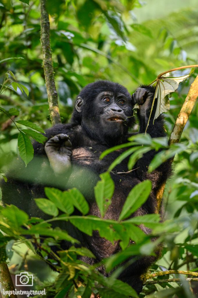 uganda gorilla