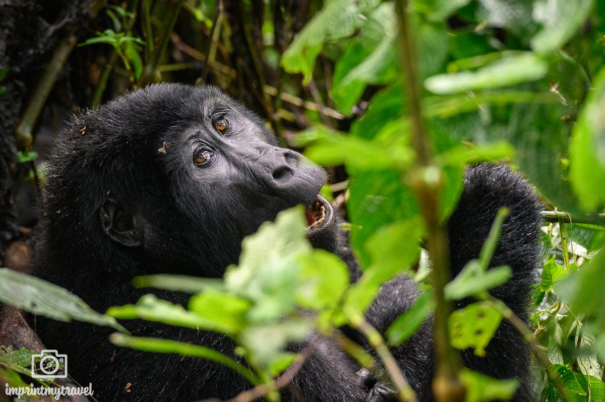 Gorilla Habituation Experience