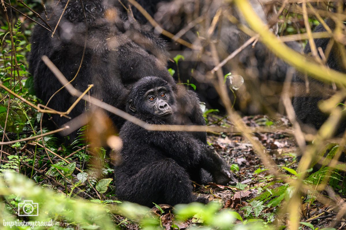 Gorilla Trekking Uganda