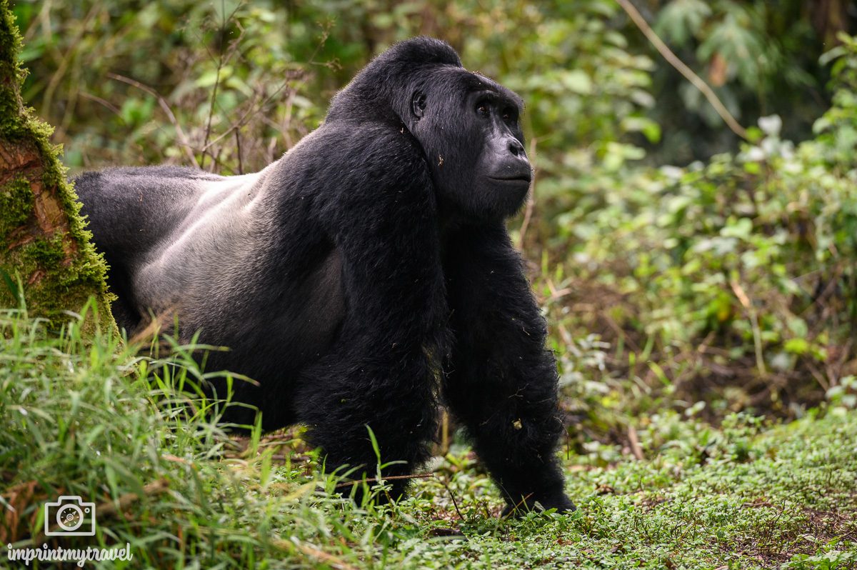 gorillas Uganda
