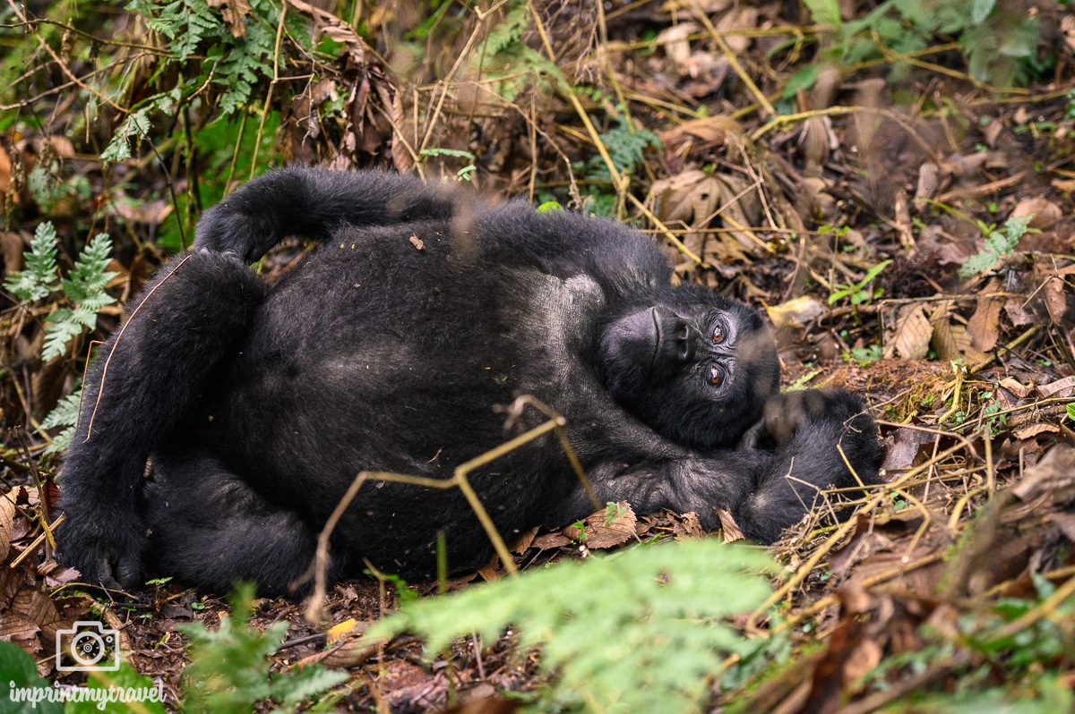 Uganda Gorilla Trekking