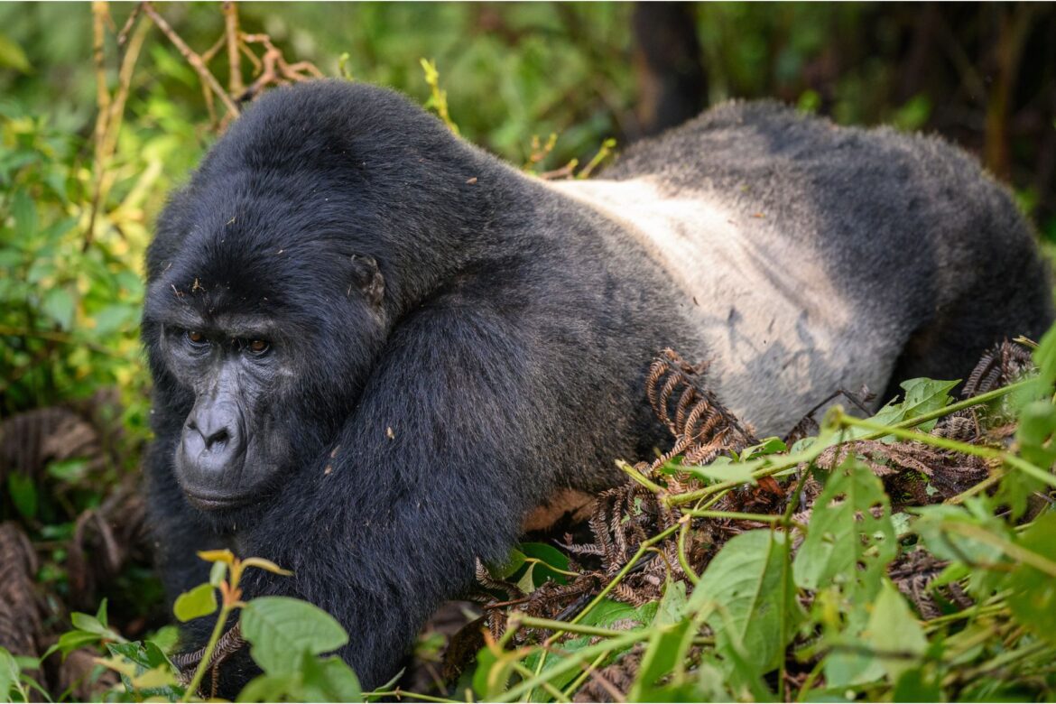 gorilla trekking uganda titel