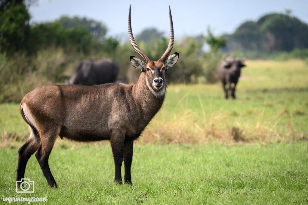 Wasserbock