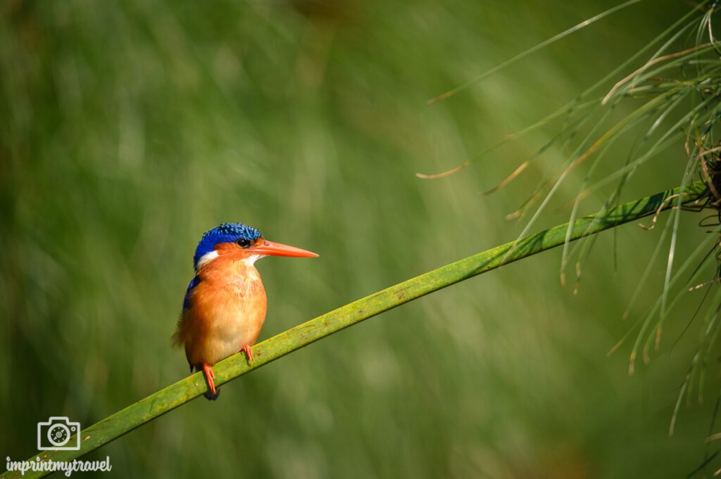 Eisvogel