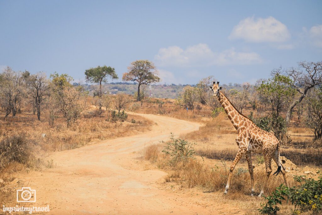Giraffe im Mikumi Nationalpark