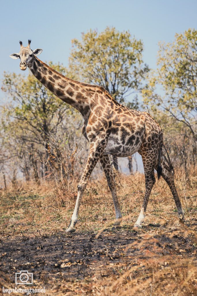 Giraffe Mikumi