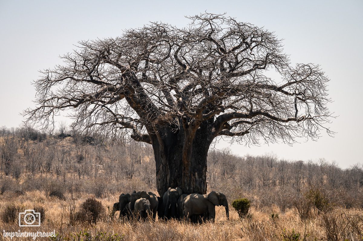 Baobab Ruaha Nationalpark