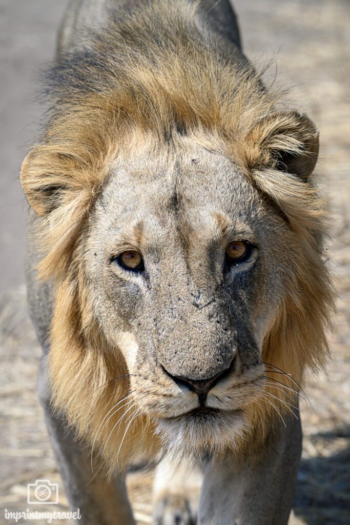 Löwe Ruaha