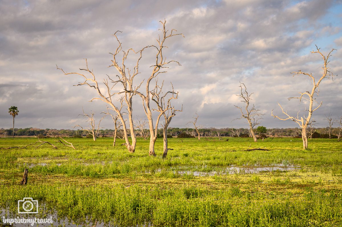 Selous Game Reserve Landschaft