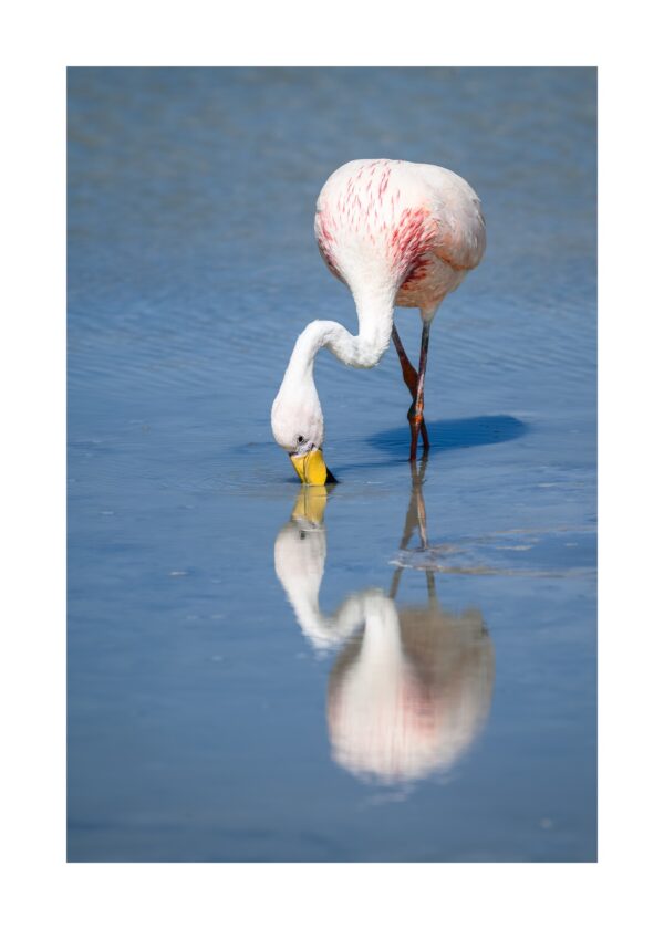 Fine Art Print "Reflected Grace"