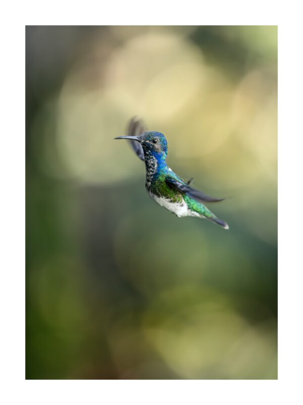 Fine Art print "Grace in Motion"
