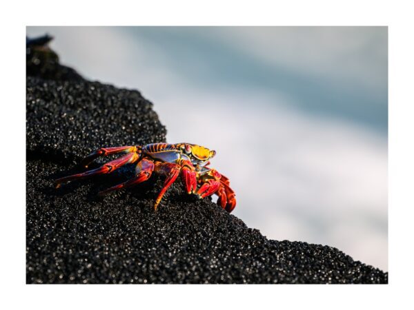 Fine Art print "Jewel of the Shore"