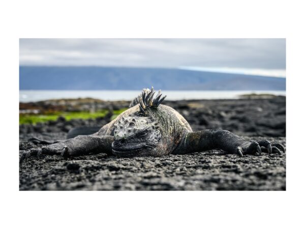 Fine Art Print "Lava Dragon"