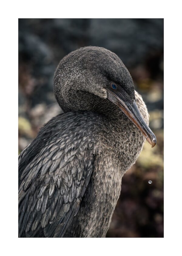 Fine Art Print "Ocean's Sentinel"