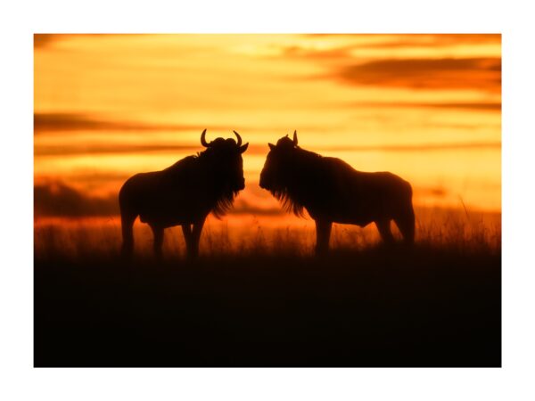 Fine Art Print Mara Magic