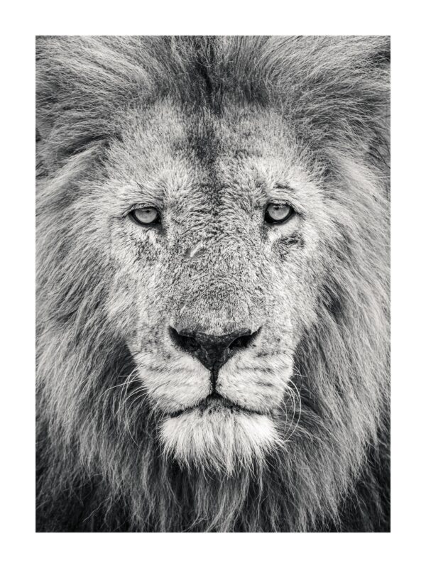 Fine Art Print Oloisula