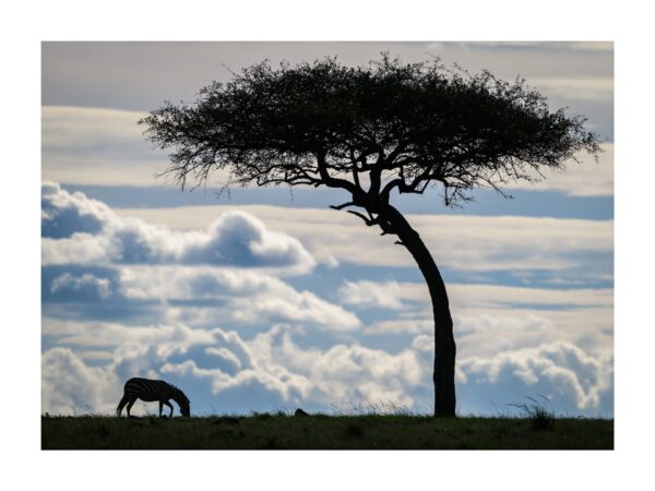 Fine Art print "Savannah Solitude"