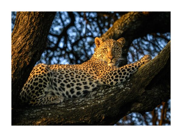 Fine Art Print "The Leopard's Throne"