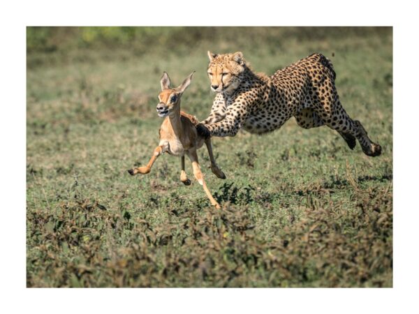 Fine Art Print "The final Leap".