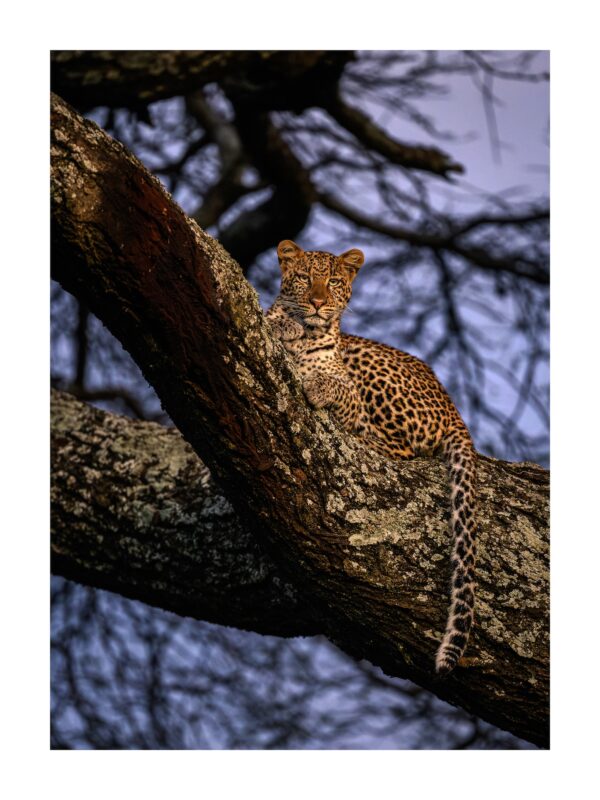 Fine Art Print "Guardian of the Twilight"