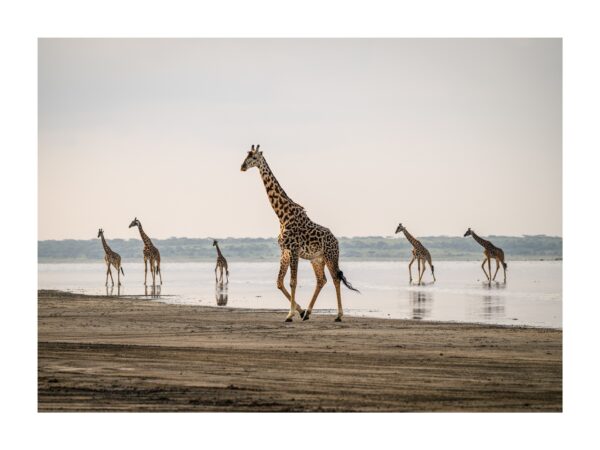 Fine Art Print "Giraffes' Ballet"