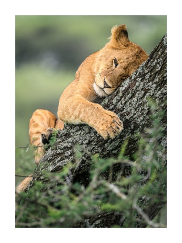 Fine Art Print "Tree Hugger"
