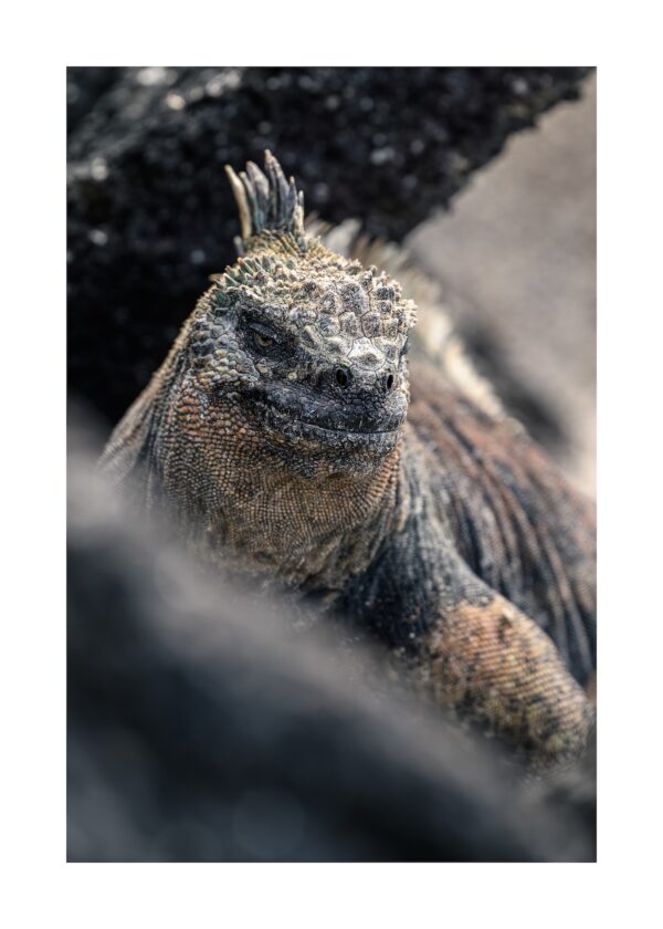 Fine Art Print "Eyes of the Ancient"