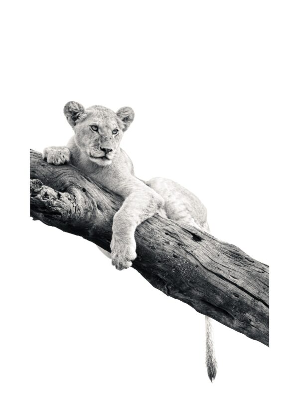 Fine Art Print "Quiet Sovereignty"