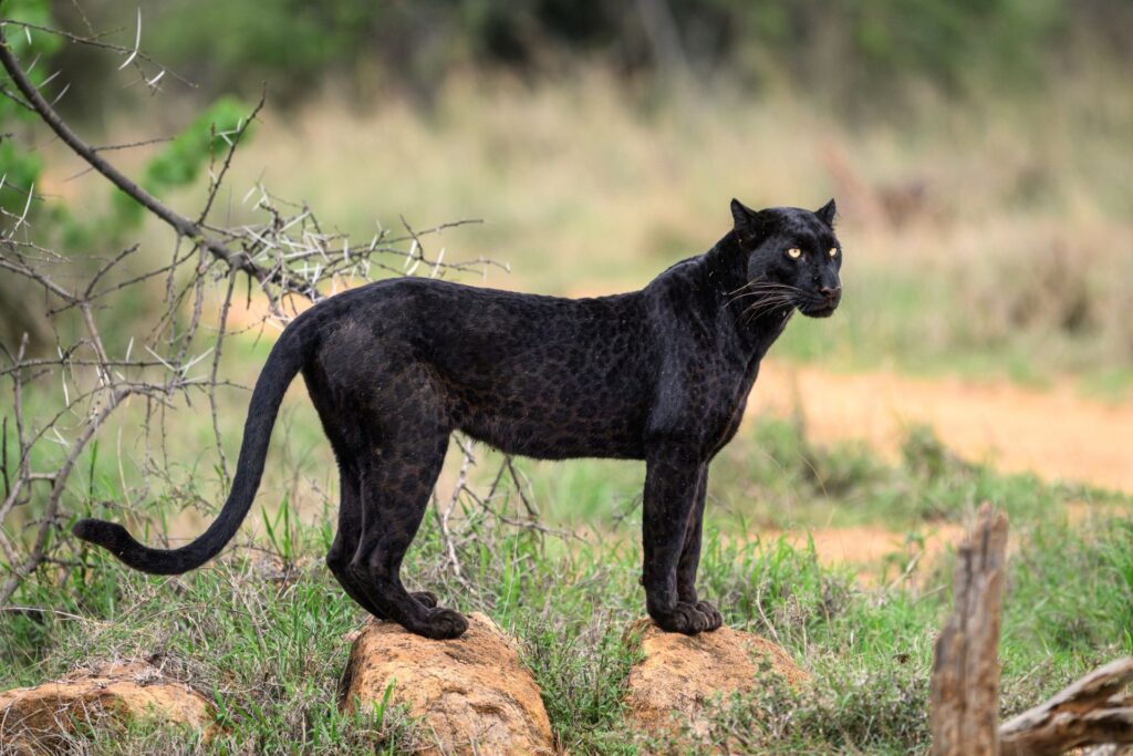 Der schwarze Leopard in Kenia – Das geheimnisvolle Phantom der Savanne schwarzer leopard kenia titel