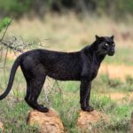 schwarzer leopard kenia titel