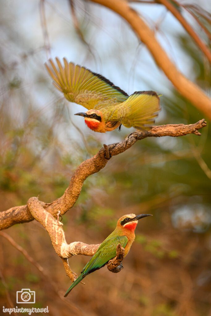 Bienenfresser im Nyerere Nationalpark Tansania