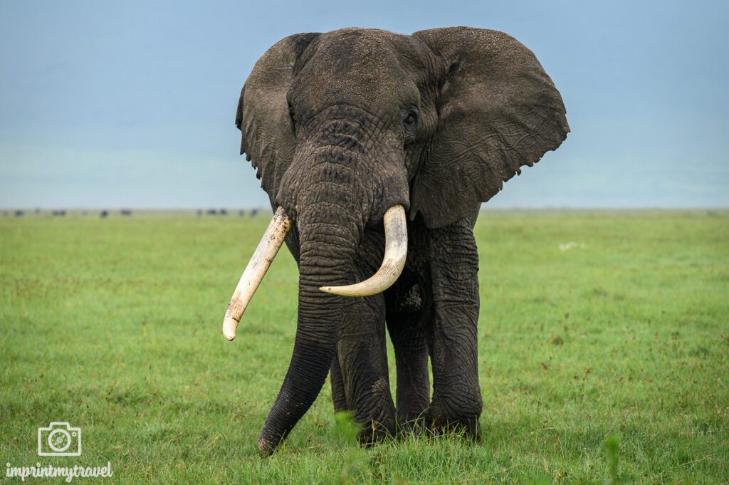 Elefant im Ngorongoro Krater Tansania