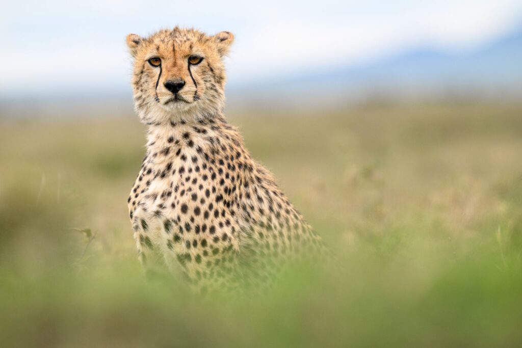 Gepard während der Green Season in Ndutu, Tansania