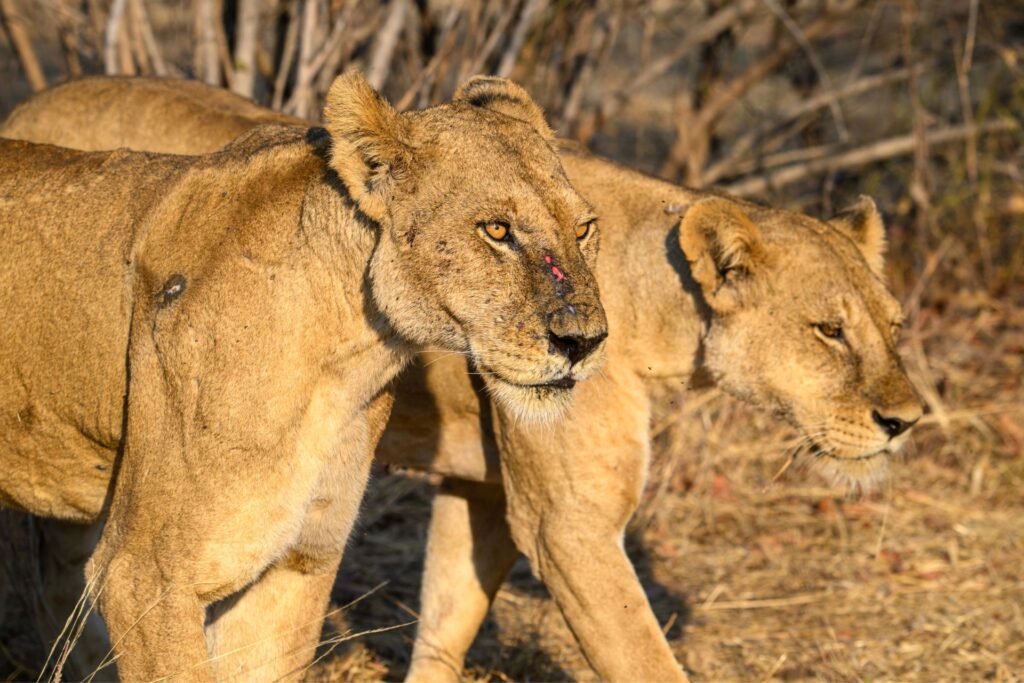 Löwenrudel im Ruaha-Nationalpark auf einer Fotoreise durch Tansanias Süden