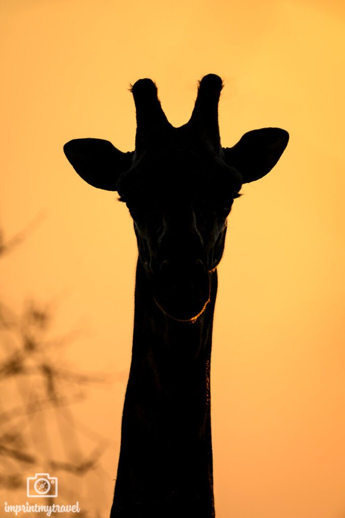 Giraffe im Ruaha Nationalpark
