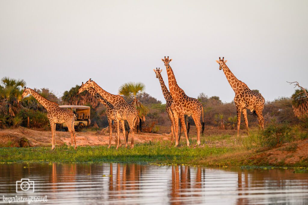 Giraffen im Nyerere Nationalpark